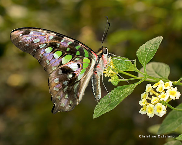 Dressed for Spring by Christine Catalano